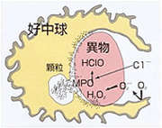 白血球は活性酸素を利用してHCLO(次亜塩素酸)を生成し細菌を死滅させます。